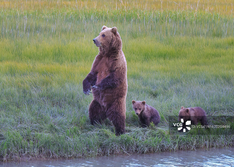 棕熊与幼崽在河边图片素材
