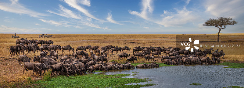水坑边的角马图片素材