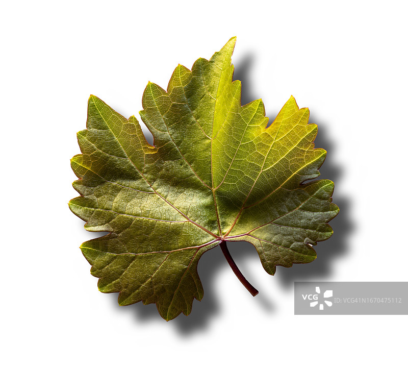特写：白色背景下的绿葡萄藤叶，带小阴影图片素材