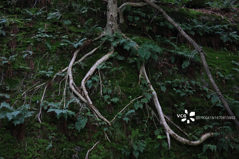 岩石上生长的树根图片素材