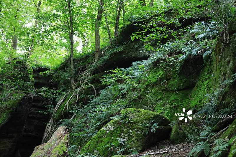 茂密雨林中的悬崖图片素材