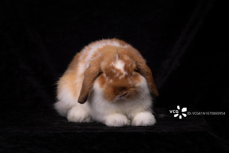 小矮人的兔子图片素材