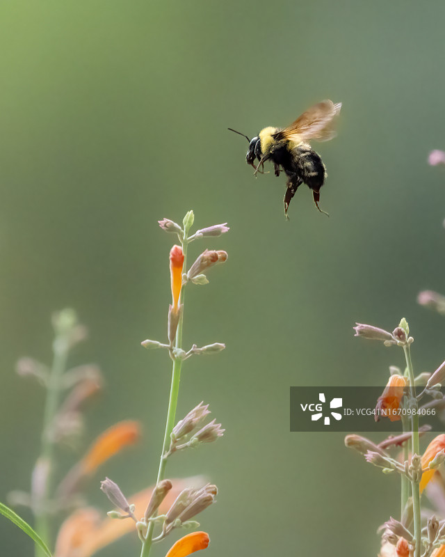 飞行中的熊蜂图片素材