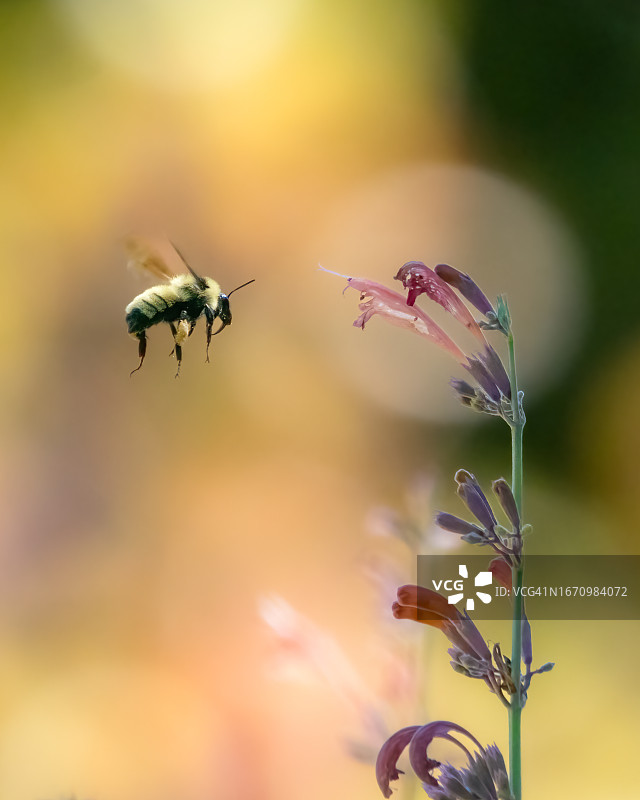 飞行中的熊蜂图片素材