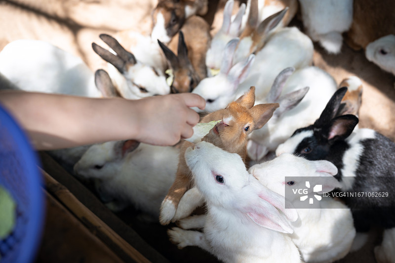 泰国：学龄前女童喂一群兔子图片素材