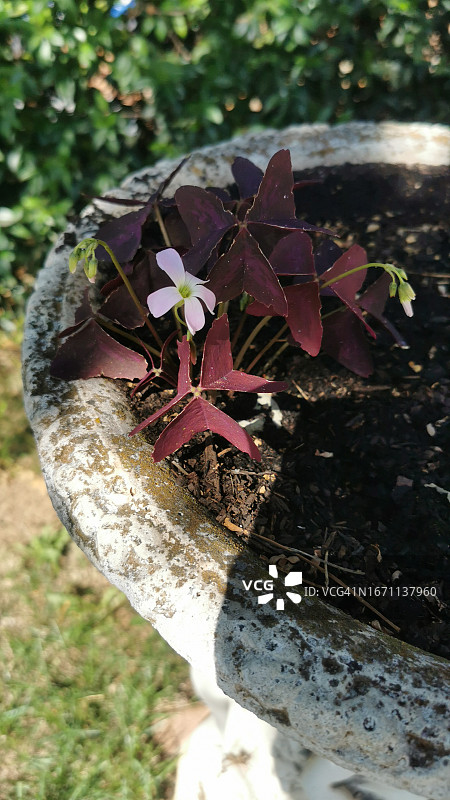 酢浆草图片素材