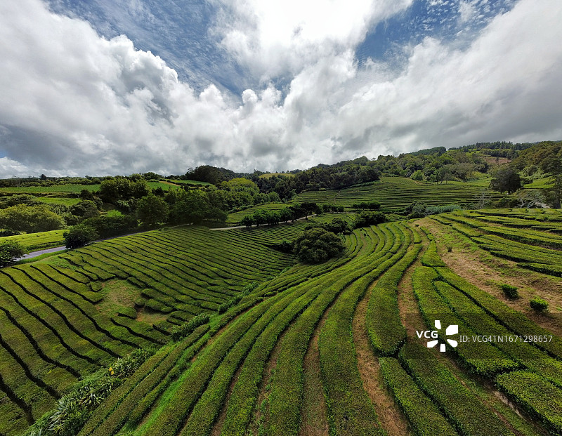 圣米格尔岛北部山坡上的茶园图片素材
