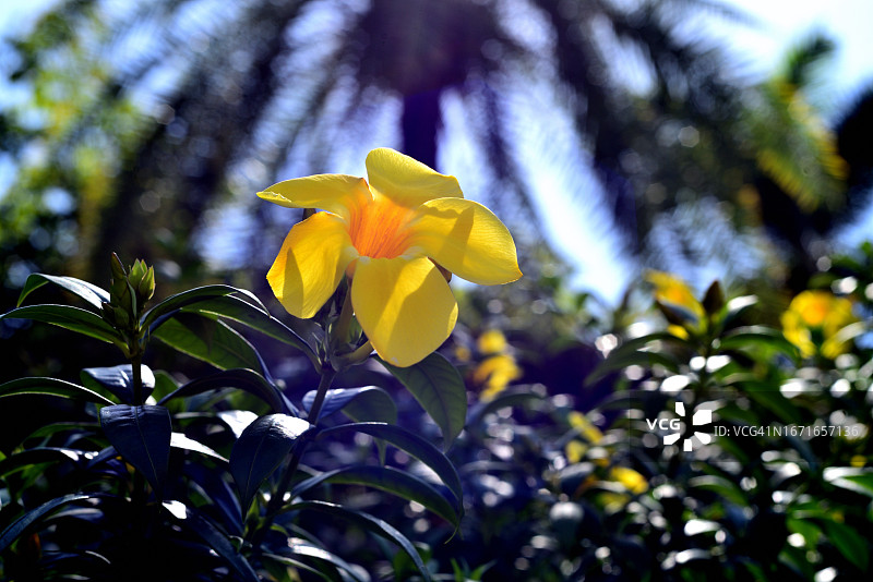 黄蝉花图片素材