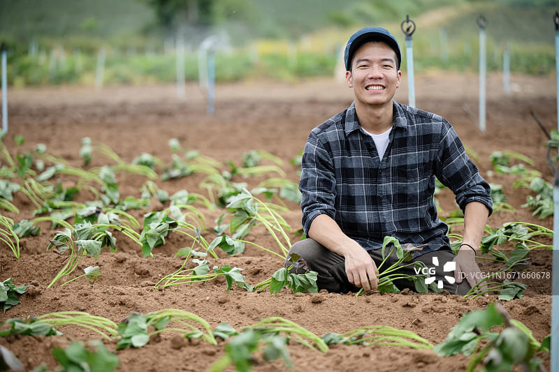 可持续农业中的生物强化综合虫害管理，日本男农民在农田的沟渠里种植红薯苗图片素材