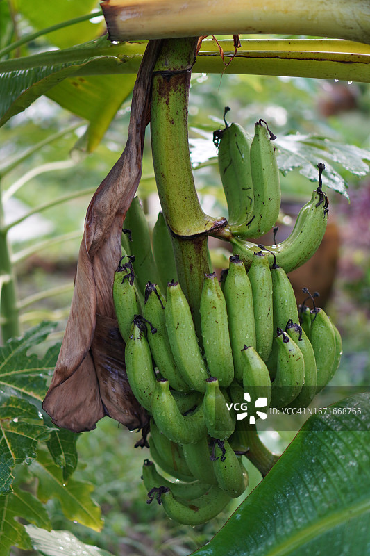 香蕉树图片素材