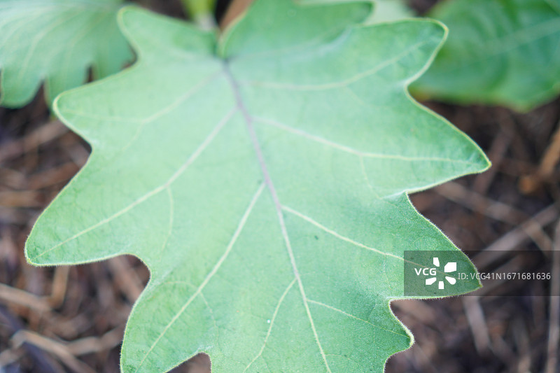 Solanum torvum，豌豆茄图片素材