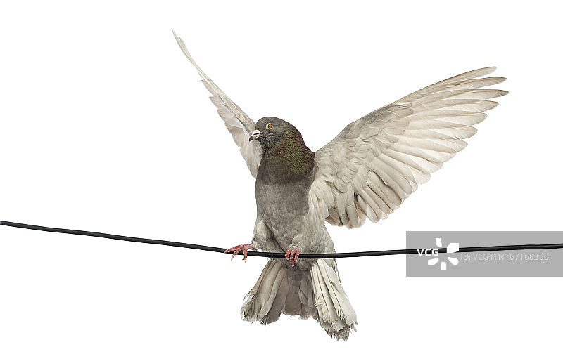 展开翅膀栖息在电线上的鸽子图片素材