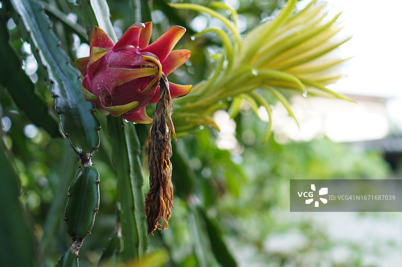花园里盛开黄色花朵的火龙果图片素材