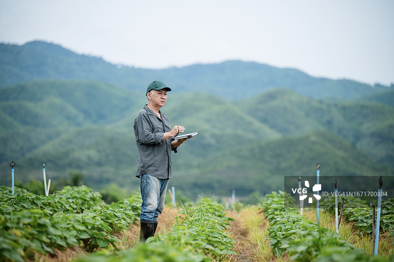 可持续农业增加生物多样性，支持健康的生态系统和有韧性的食物系统。一位年长的日本农民使用平板电脑监测田间甘薯的生长情况图片素材
