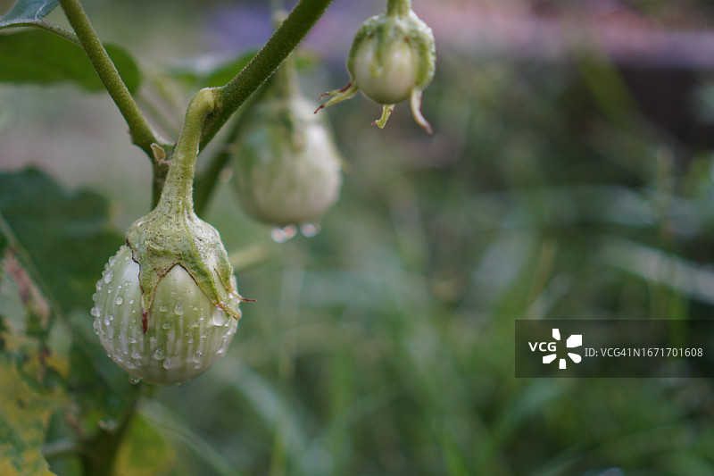 Solanum torvum，豌豆茄图片素材
