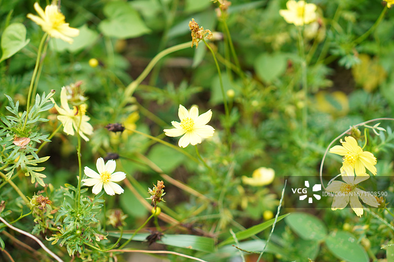 花园中盛开的黄色花朵图片素材