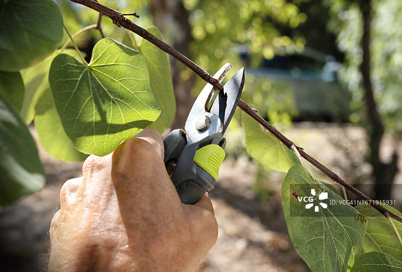 在阳光明媚的日子用修枝剪修剪树枝图片素材
