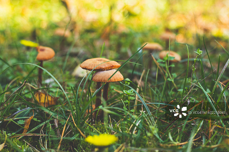 森林里的野生蘑菇图片素材
