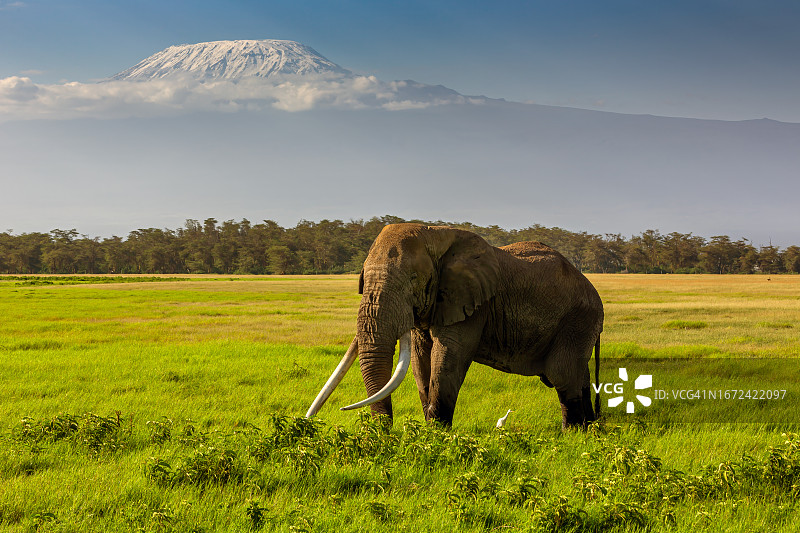 非洲象，长着巨大的象牙，在乞力马扎罗山前吃草图片素材
