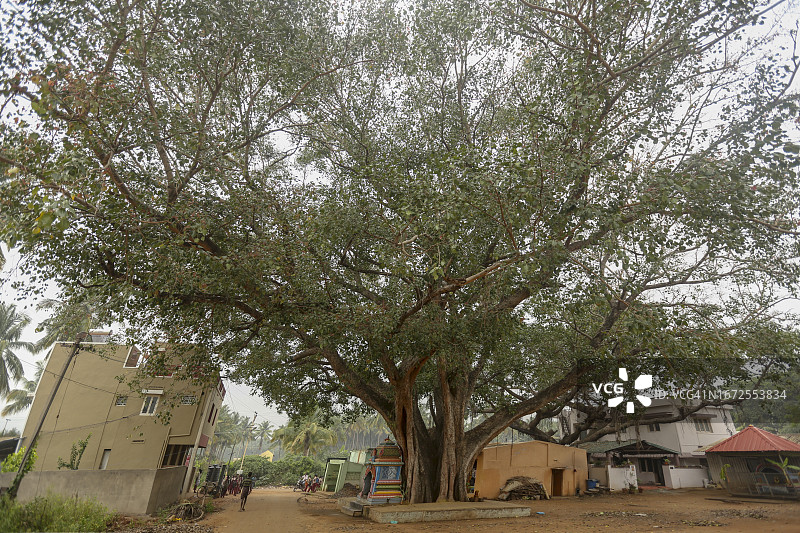 巨大的榕树荫蔽下的村庄图片素材