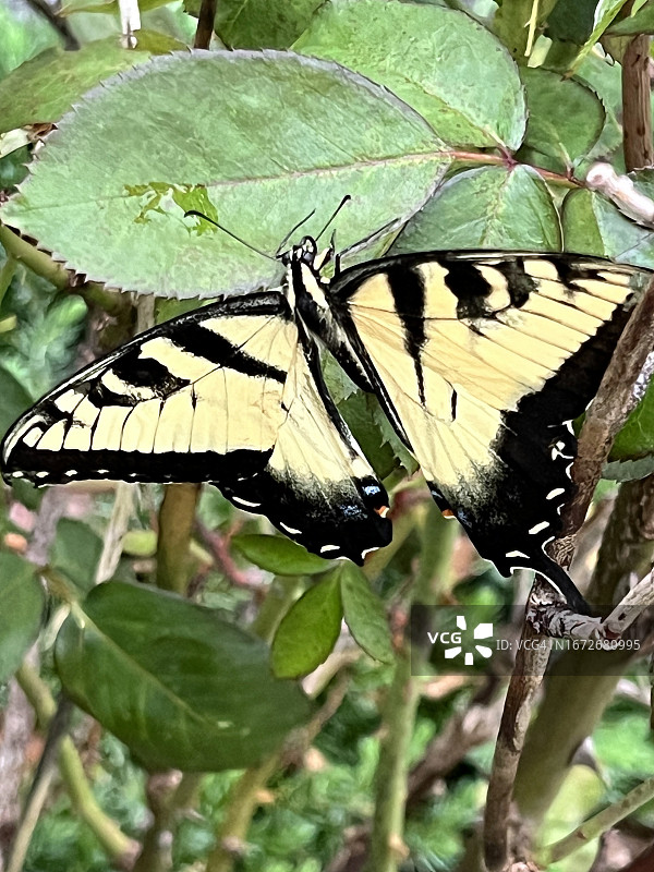 虎凤蝶照片，拍摄于2023年8月25日星期五图片素材