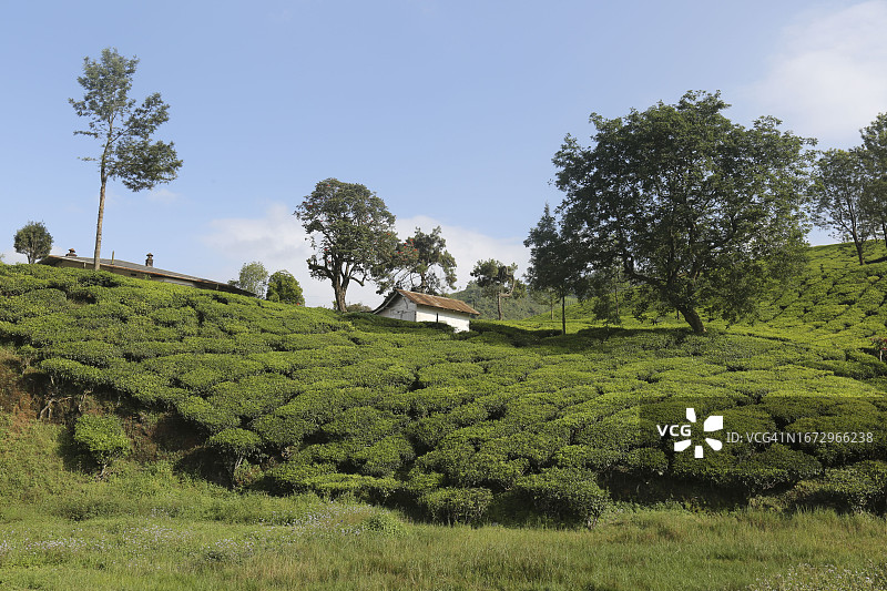 茶园图片素材