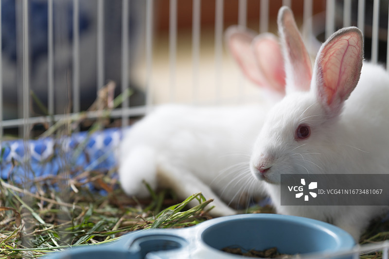 兔子坐在碗旁图片素材