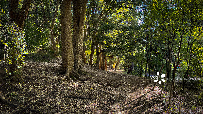 森林中的特别之地图片素材