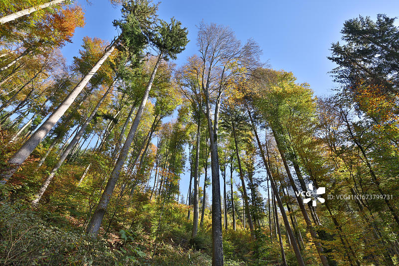 奥地利上奥地利州布格豪森附近萨尔察赫河谷山坡上的秋季山毛榉林图片素材