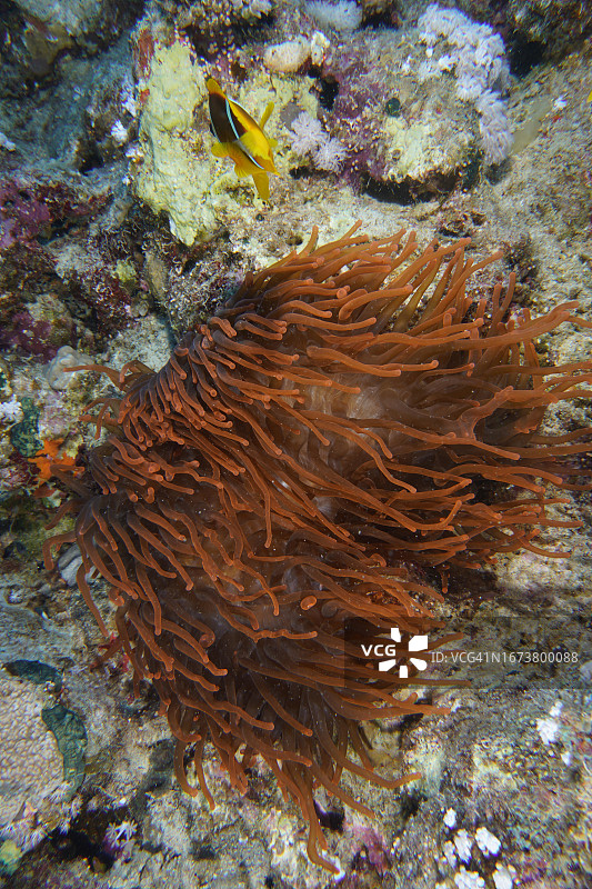 红色海葵鱼与荧光泡尖海葵，红海，埃及图片素材