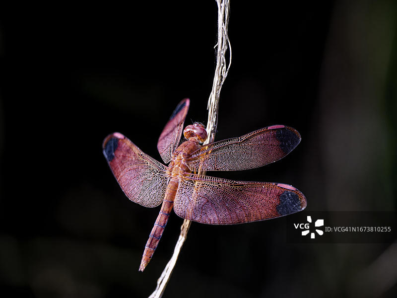 喜马拉雅山尼泊尔的深色背景下的红色蜻蜓(Neurothermis fulvia)图片素材