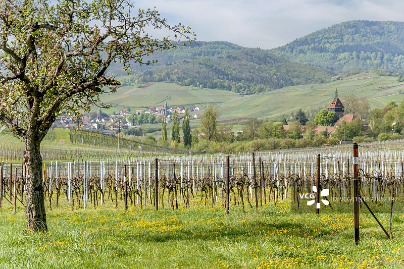 德国葡萄酒之路：盖尔韦勒霍夫葡萄育种研究所，锡贝尔丁根图片素材