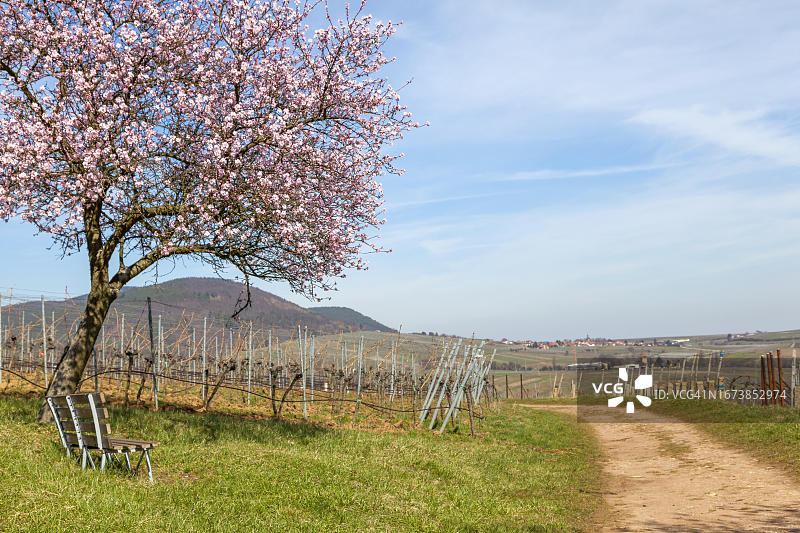 德国南部葡萄酒之路比克韦勒的开花杏树图片素材