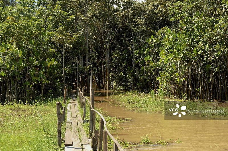 巴西亚马逊州亚马逊河沿岸被洪水淹没的森林中的木板路图片素材