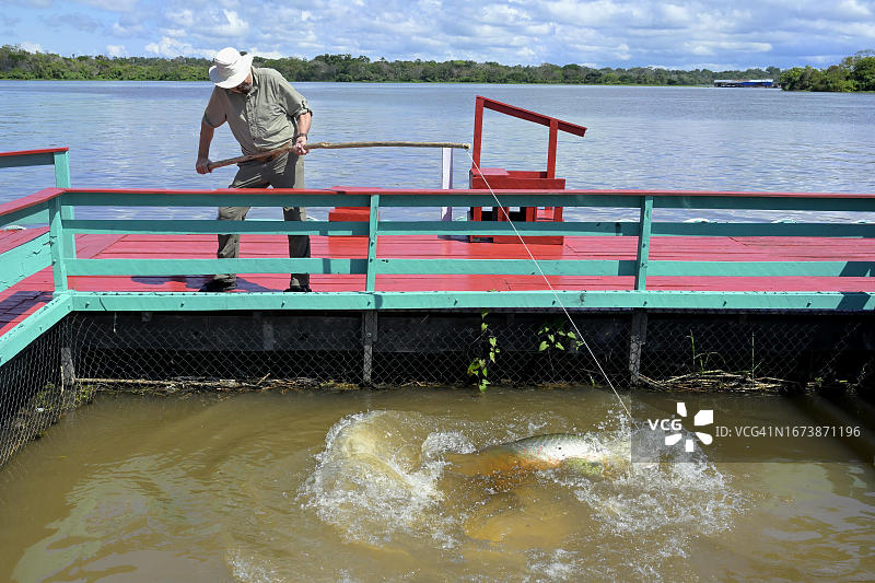 男人在马瑙斯亚马逊地区的码头钓巨骨舌鱼图片素材