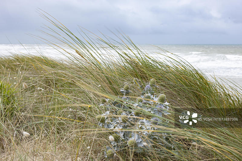 法国诺曼底芒什省科唐坦港口海边的沙丘上，暴风中生长的海蓟图片素材