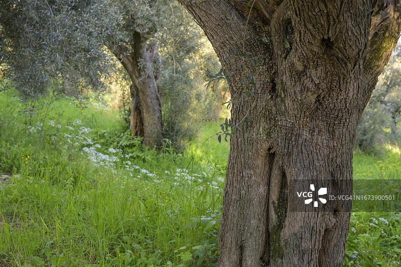 意大利佩鲁贾省卡斯蒂廖内德尔拉戈的老橄榄树图片素材