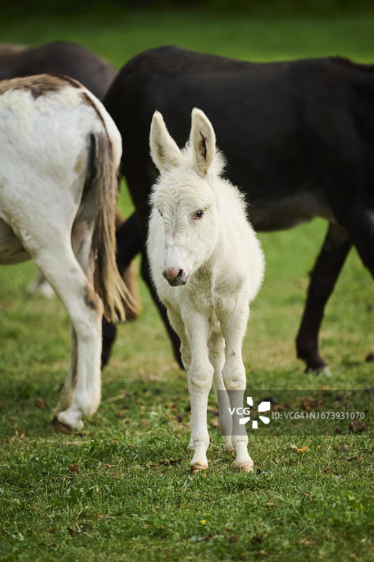 站在草地上的小驴驹，巴伐利亚，德国图片素材