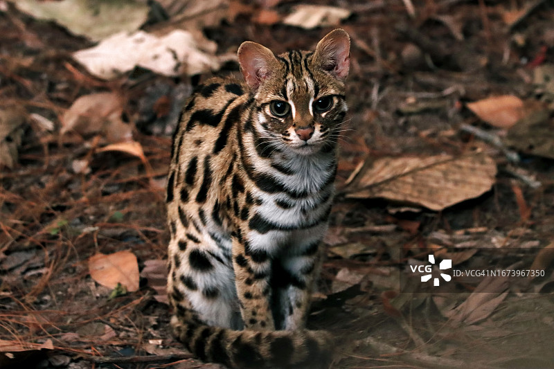 美丽的豹猫（Prionailurus bengalensis）特写图片素材