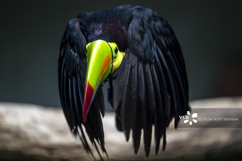 飞行中的巨嘴鸟图片素材