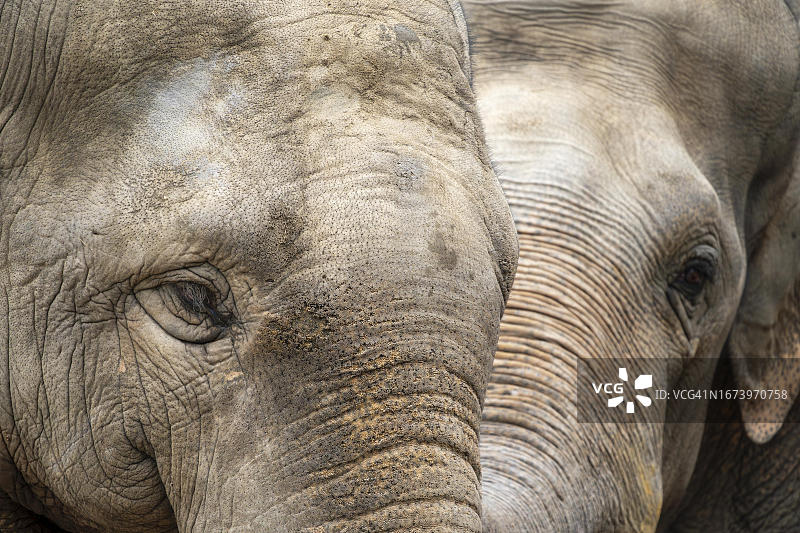 两头亚洲象（Elephas maximus）的动物肖像，德国图片素材