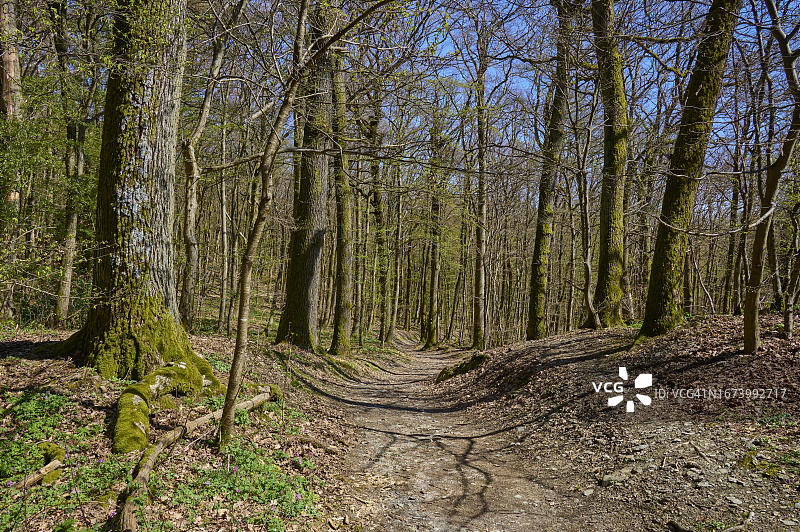 森林小径，德国黑森州陶努斯山区柯尼希施泰因的落叶森林春景图片素材