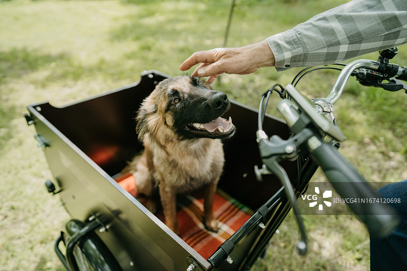 货运自行车上的狗图片素材