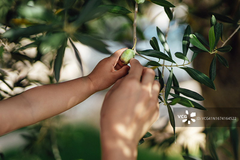 母亲和女儿手持树枝上的一小簇橄榄特写图片素材