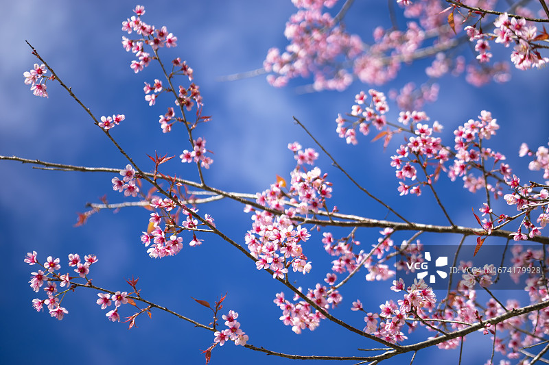 樱花，泰国清迈茵他侬山图片素材