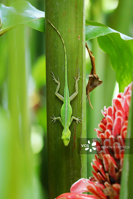 瓜德罗普岛植物上的蜥蜴，法国图片素材