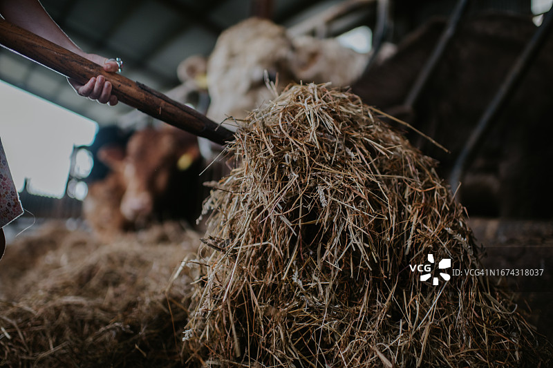 在谷仓里用铲子将干草铲向饥饿的肉牛图片素材