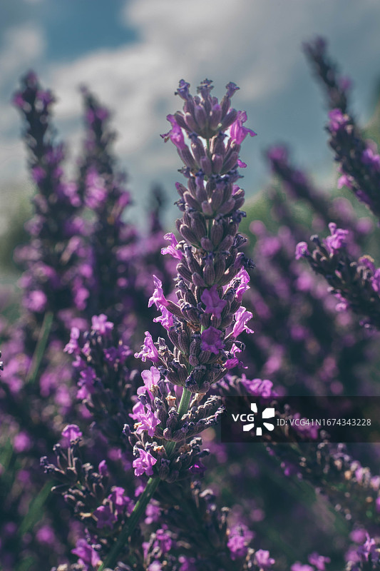 薰衣草图片素材