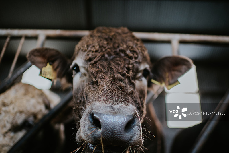 一只灰色大公牛咀嚼干草的低角度视图图片素材