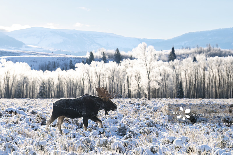 雄性驼鹿图片素材